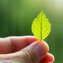 Main tenant une feuille verte